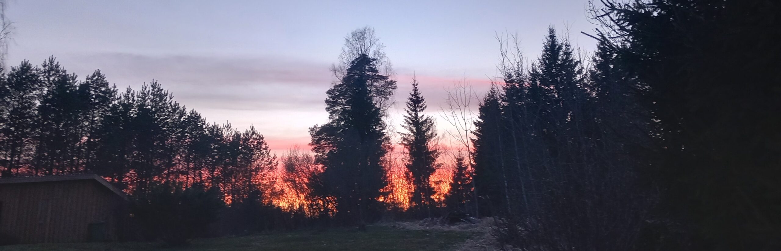 Päikeseloojangul mets